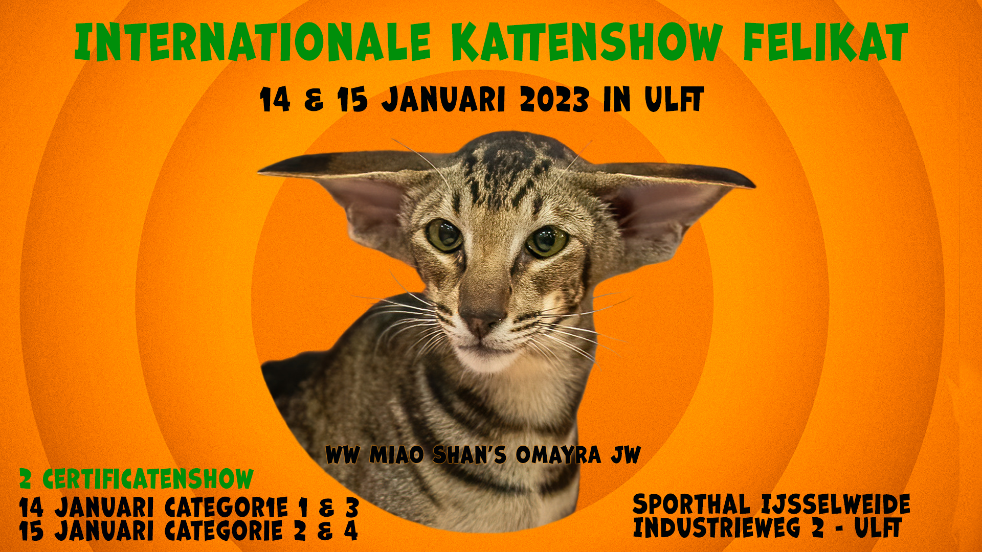 Internationale FIFe kattenshow - Ulft